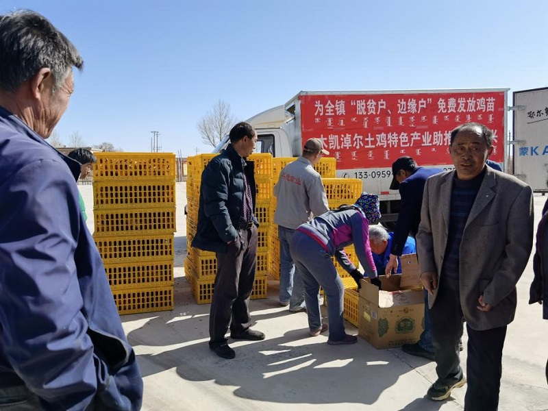木凯淖尔镇：产业帮扶送鸡苗 巩固成果添动力1.jpg