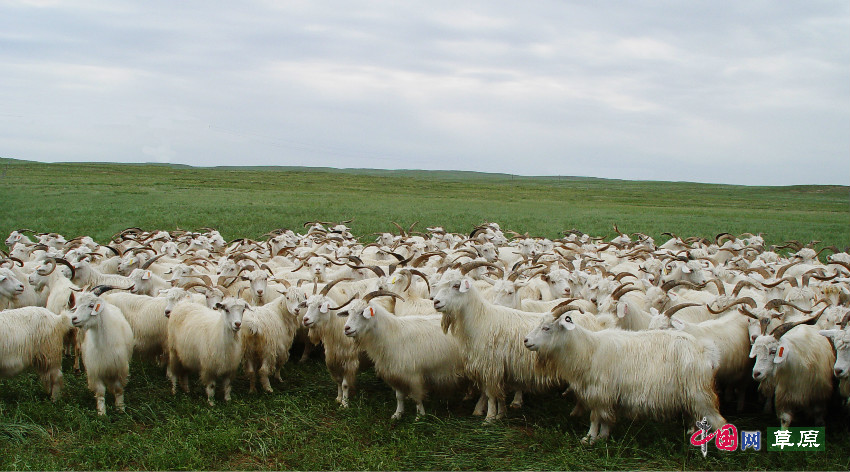 http://grassland.china.com.cn/images/2017-12/14/37ba3d12-a721-4d15-9eb8-cf304ad3bb48.jpg